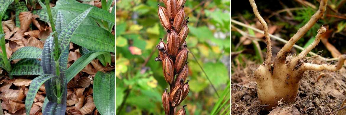 Les feuilles, fruits et racines du Dactylorhiza maculata