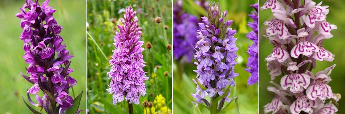 Les fleurs de Dactylorhiza