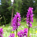 Dactylorhiza : plantation, culture et entretien