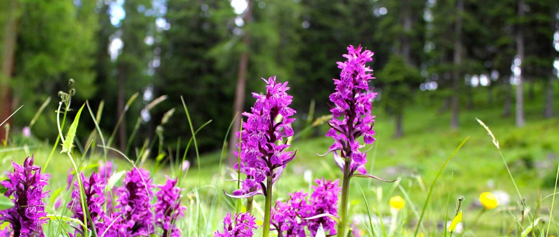 Dactylorhiza : plantation, culture et entretien