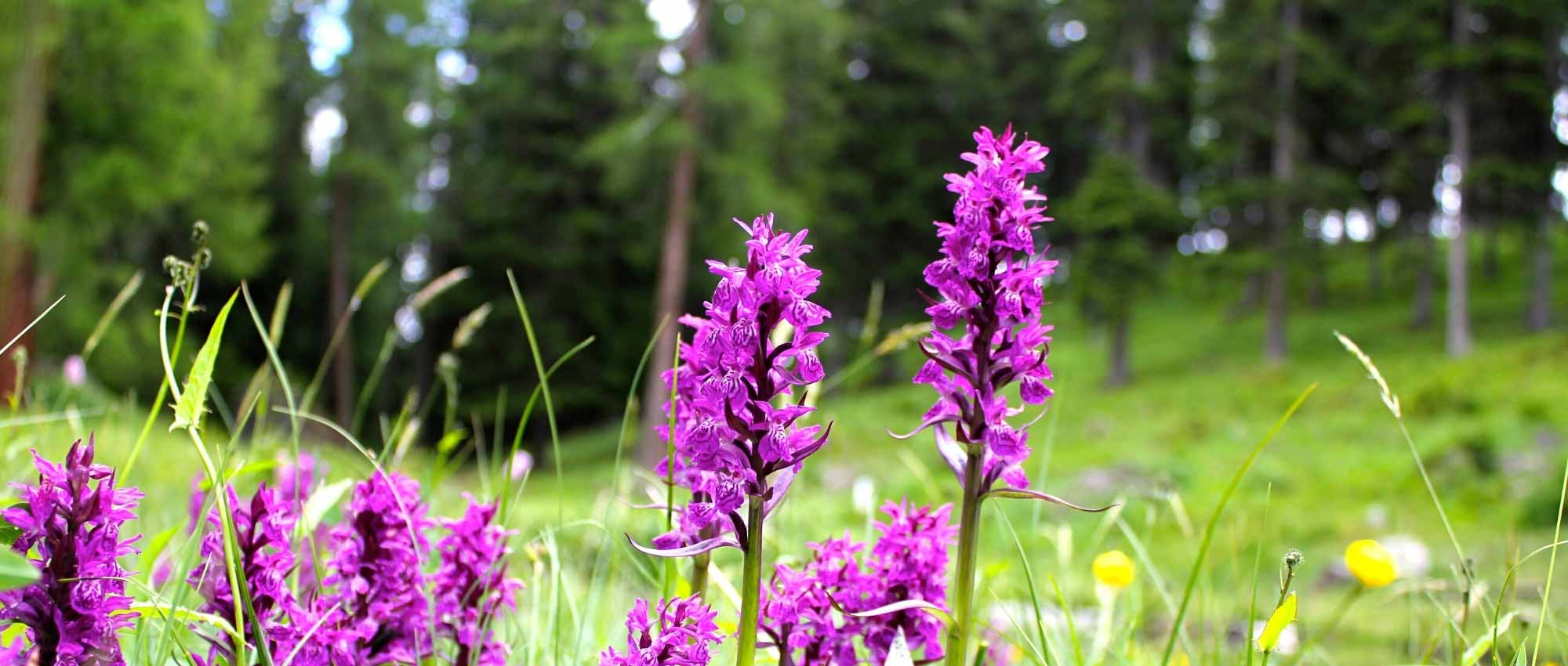 Dactylorhiza : plantation, culture et entretien