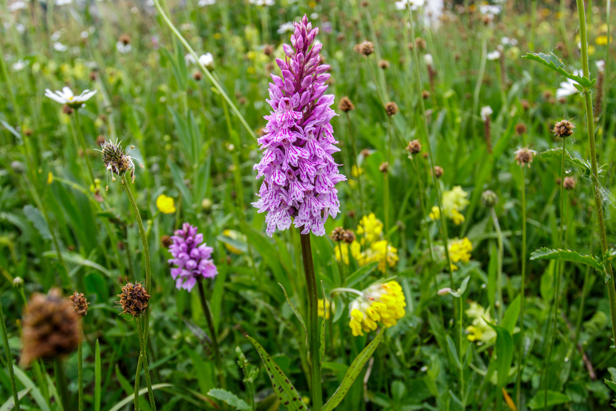 La floraison de l'orchidée Dactylorhiza maculata