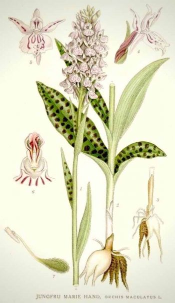 Planche botanique représentant le Dactylorhiza maculata