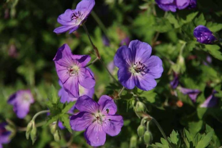Fleur Rozanne Cultiver un géranium vivace en pot - Promesse de Fleurs