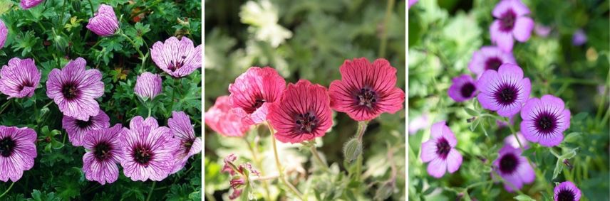 Geranium cendre