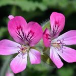 Géranium parfumé : plantation, entretien, bienfaits