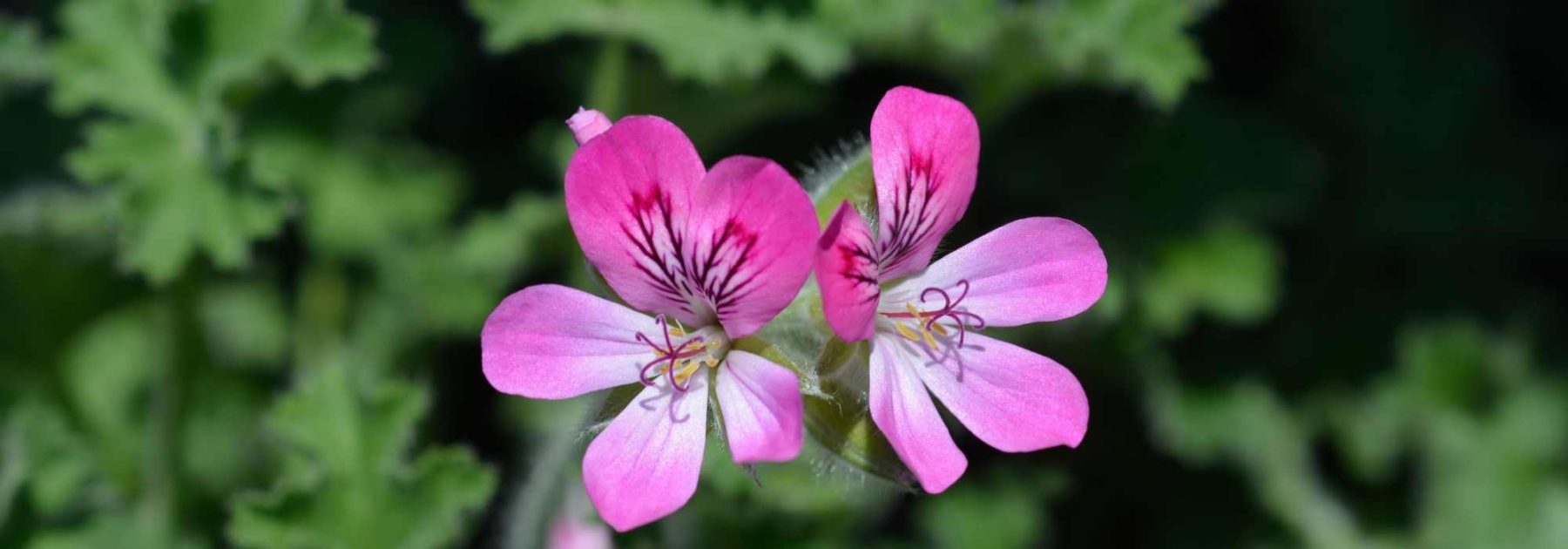 Géranium parfumé : plantation, entretien, bienfaits