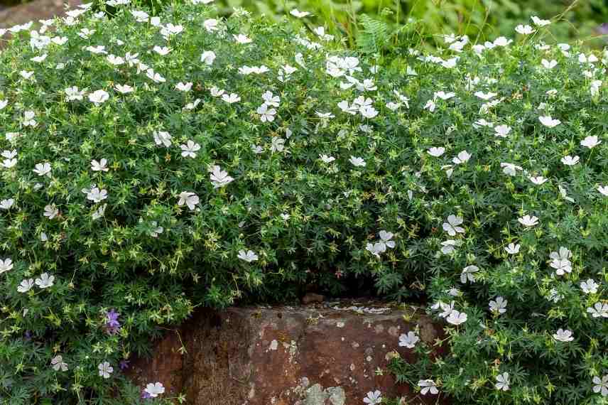 geranium vivace en pot cultiver culture