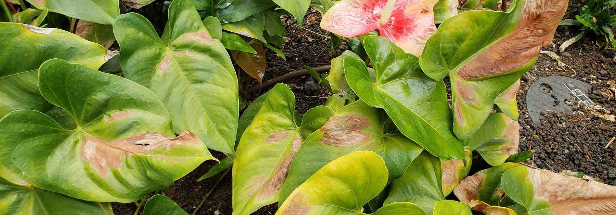 Forte chaleur : 10 astuces pour protéger vos plantes efficacement