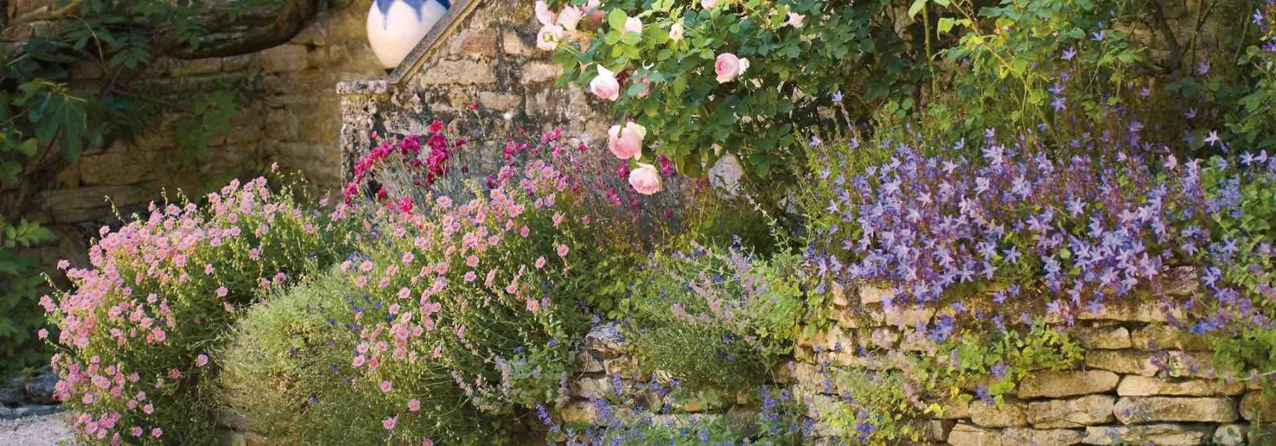 8 plantes vivaces supportant la sécheresse et la chaleur pour un jardin romantique