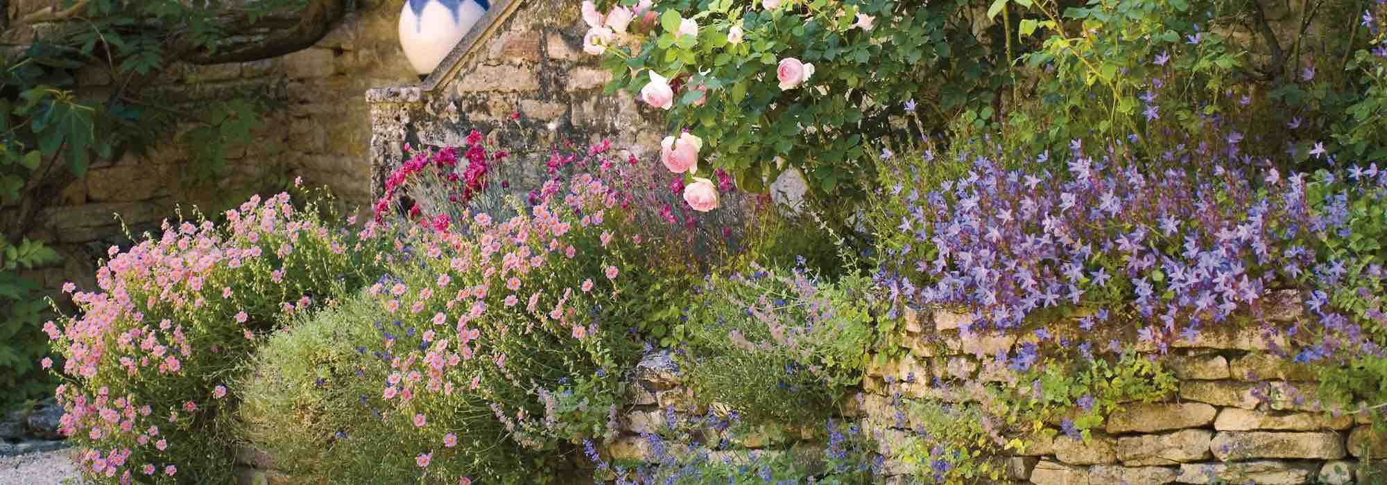 8 plantes vivaces supportant la sécheresse et la chaleur pour un jardin romantique