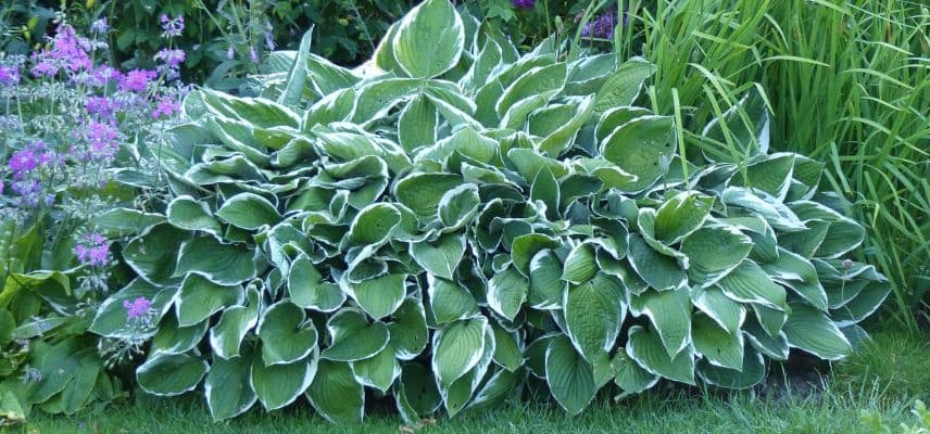 Hosta fortunei Francee 