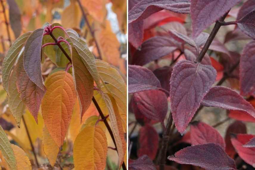 hydrangeas feuillage feuilles couleur automne rouge orange cuivre bronze, hortensia couleur automne automnale