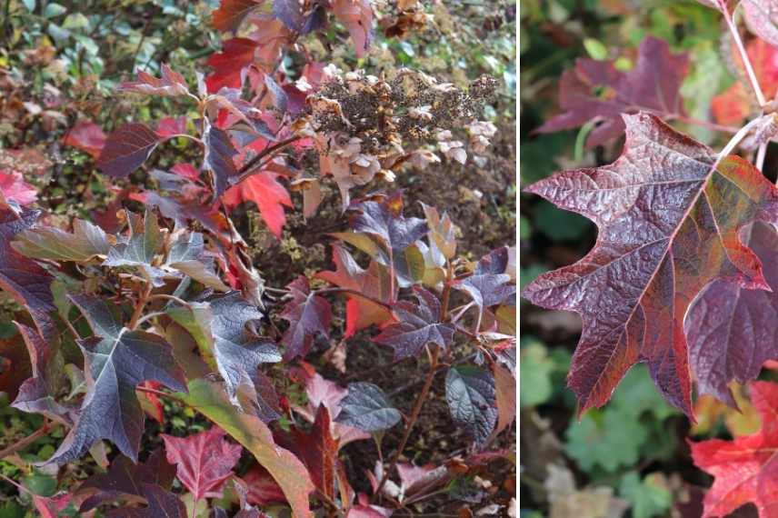 hydrangeas feuillage feuilles couleur automne rouge orange cuivre bronze, hortensia couleur automne automnale