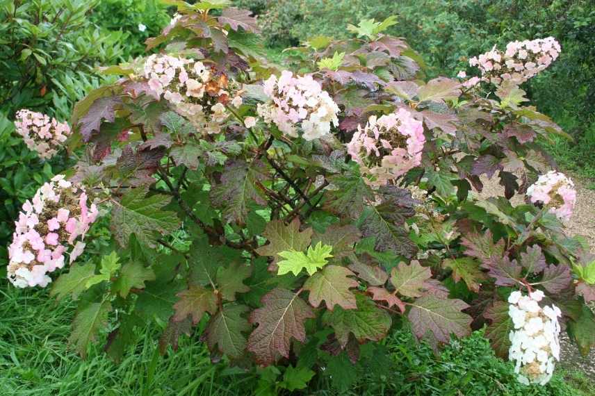 hydrangeas feuillage feuilles couleur automne rouge orange cuivre bronze, hortensia couleur automne automnale