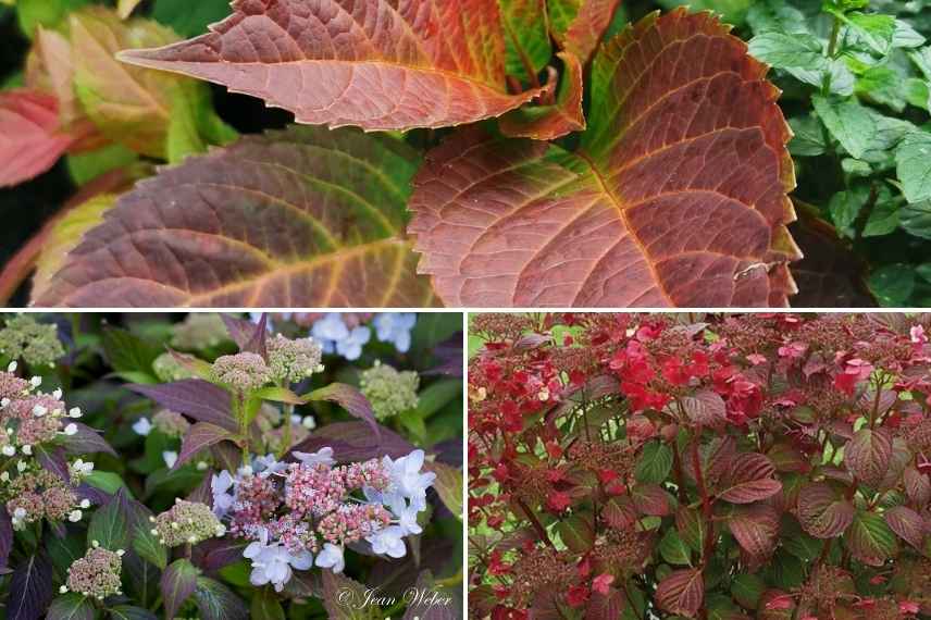 hydrangeas feuillage feuilles couleur automne rouge orange cuivre bronze, hortensia couleur automne automnale