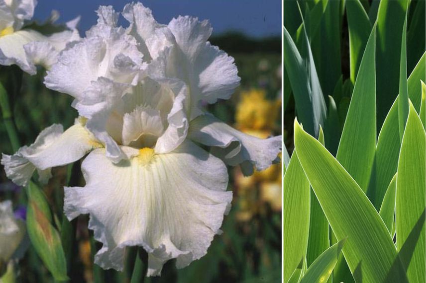 iris resistant secheresse