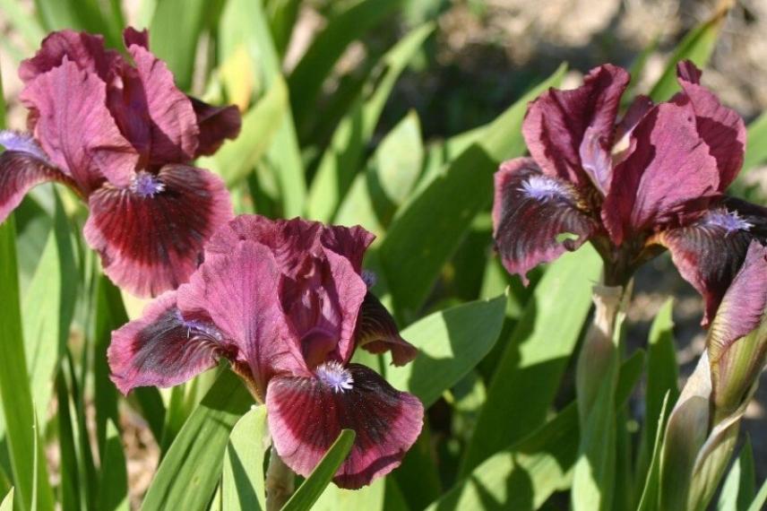 iris resistant secheresse