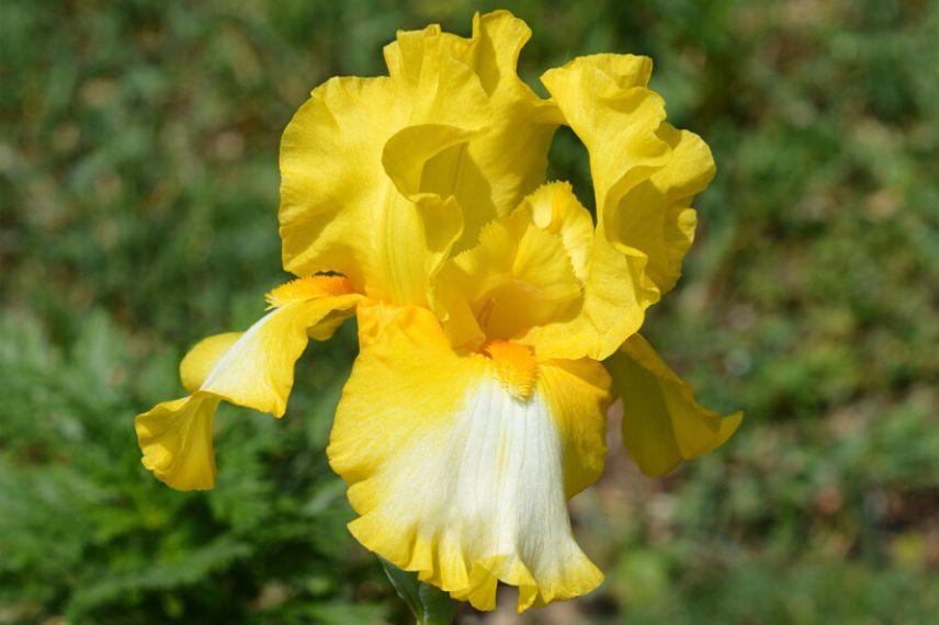 iris resistant à la secheresse