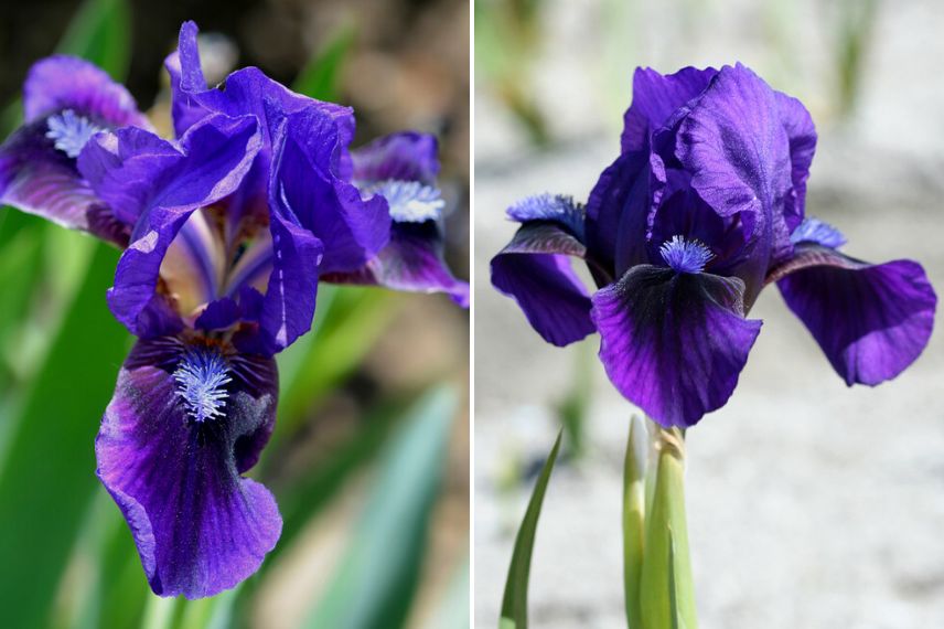 iris secheresse