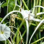 Associer l'Ismène ou Lys araignée