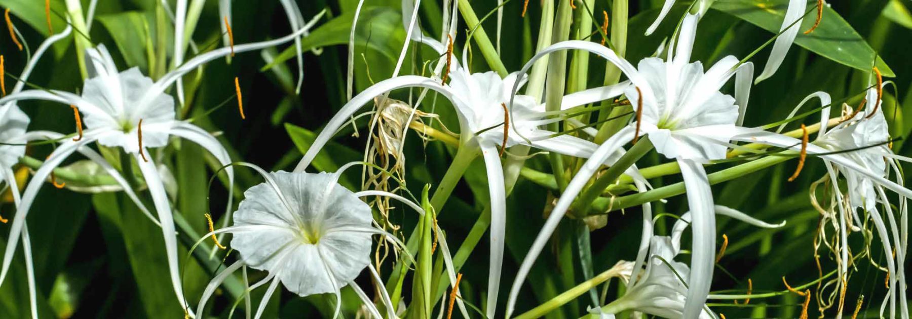 Associer l'Ismène ou Lys araignée