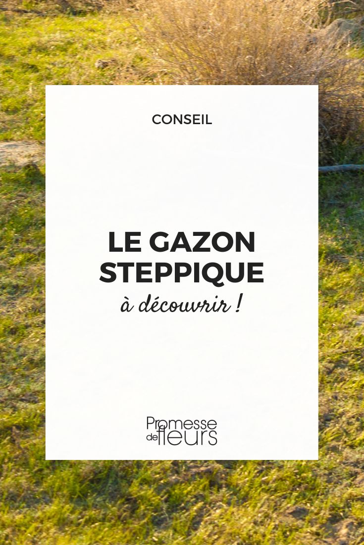 gazon écologique sans arrosage