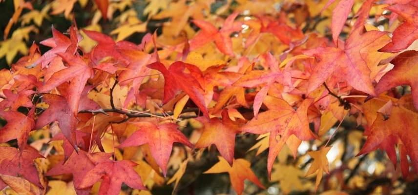 Liquidambar styraciflua