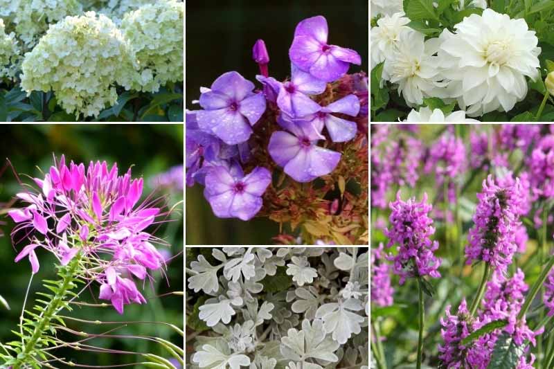 Inspiration pour associer le Phlox paniculata 'Olympus'