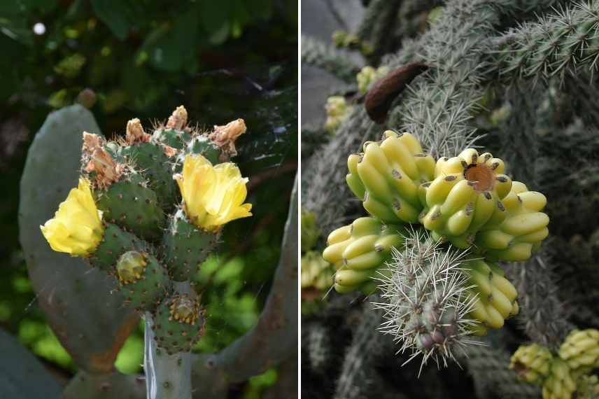 7 cactus et plantes grasses emblématiques - Promesse de Fleurs