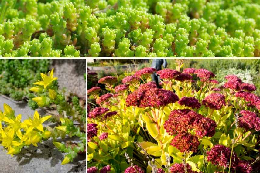 7 plantes succulentes rustiques - Promesse de Fleurs