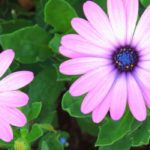 Osteospermum ou Marguerite du cap : réussir sa culture en pot