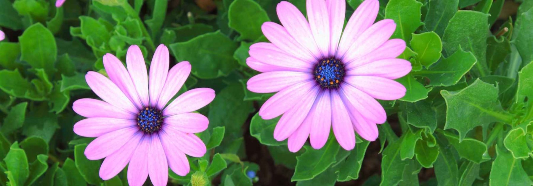 Osteospermum ou Marguerite du cap : réussir sa culture en pot