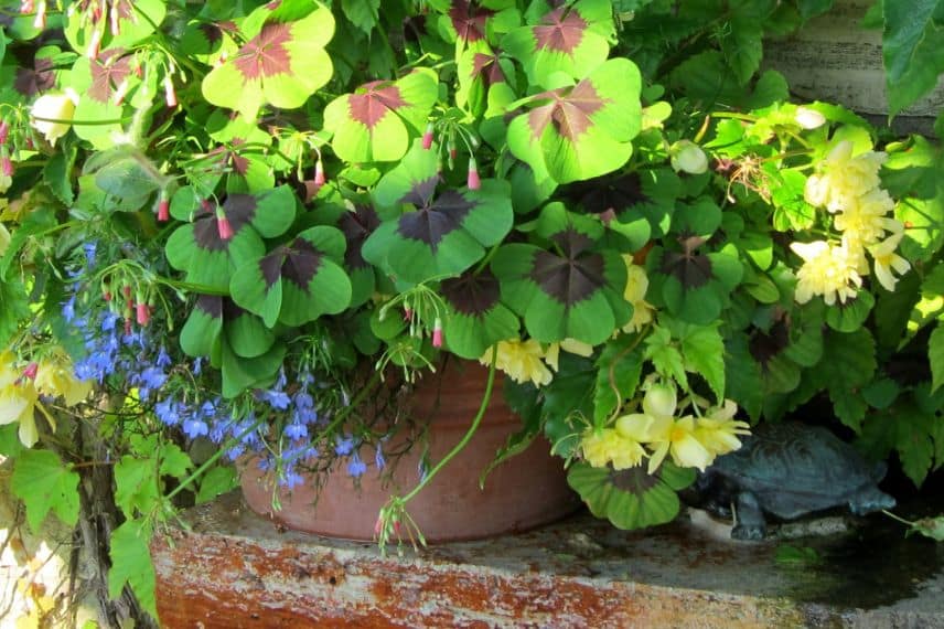 cultiver oxalis en pot