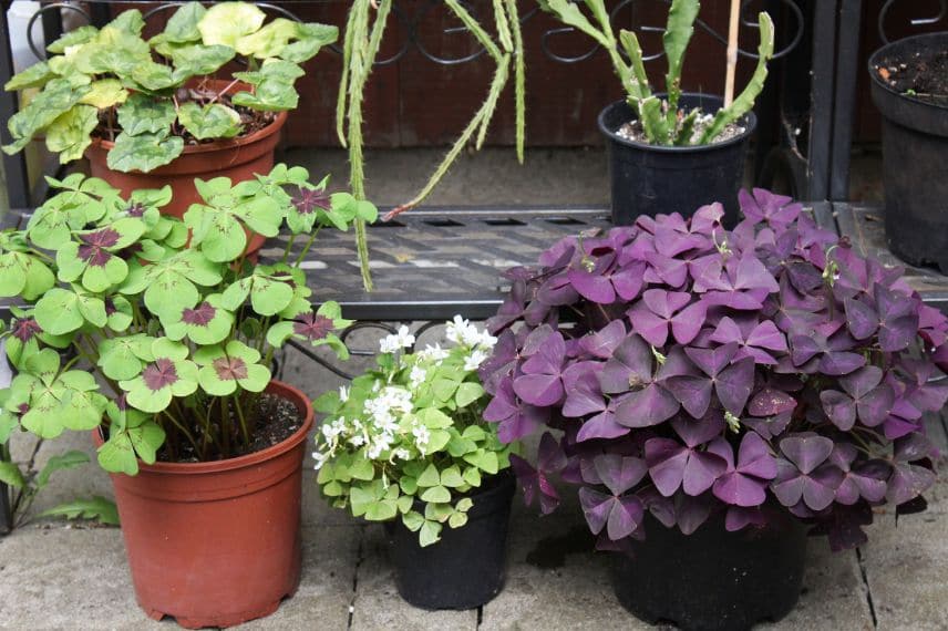 oxalis en pot