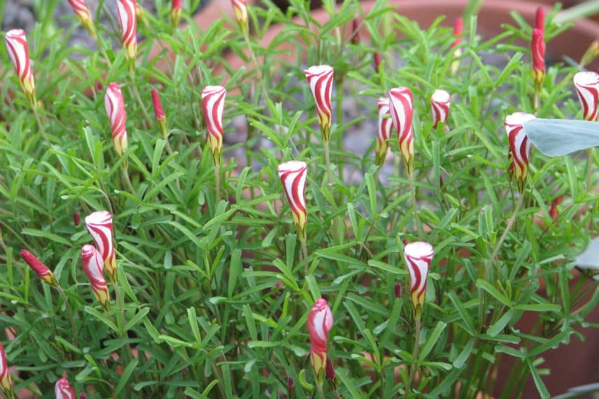 entretenir oxalis en pot