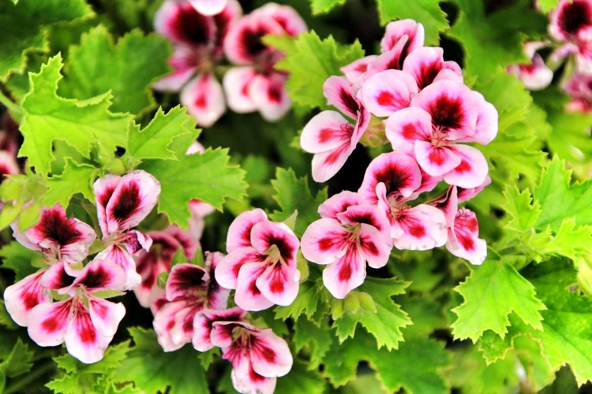 Geranium Pelargonium odorant parfumé anti moustique