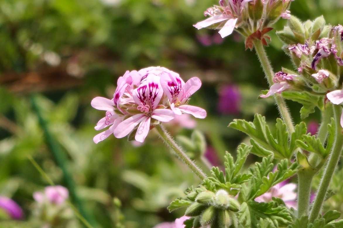 Geranium Pelargonium odorant parfumé anti moustique