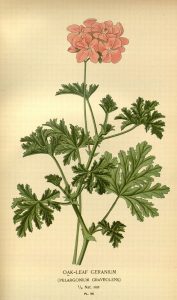 Geranium Pelargonium odorant parfumé anti moustique