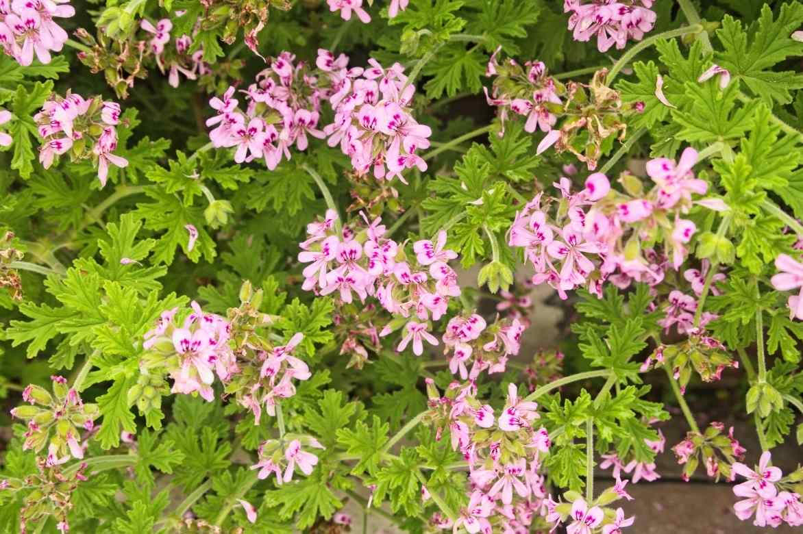 Geranium Pelargonium odorant parfumé anti moustique