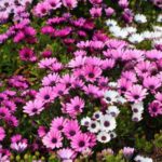 Bouturer un Osteospermum ou Marguerite du Cap