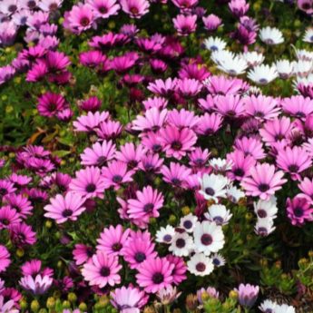 Bouturer un Osteospermum ou Marguerite du Cap