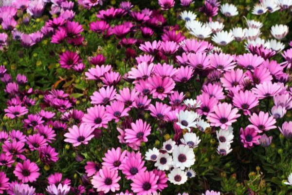 Bouturer un Osteospermum ou Marguerite du Cap