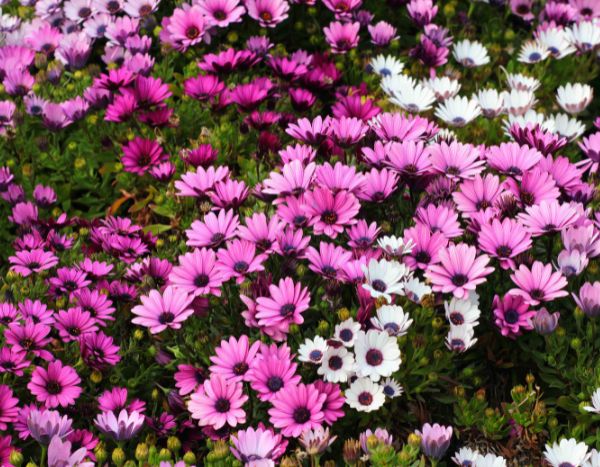 Bouturer un Osteospermum ou Marguerite du Cap