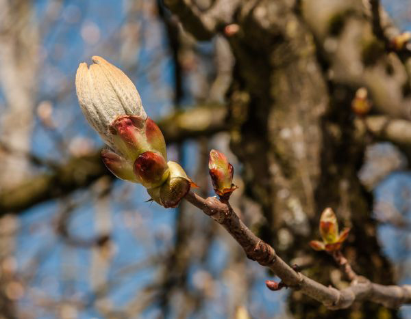 Peut-on encore se fier aux repères saisonniers et phénologiques au jardin ?