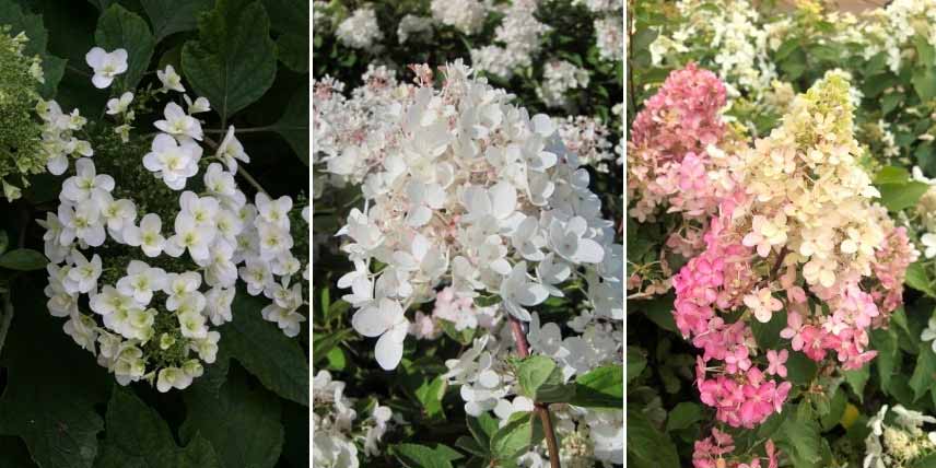 Hortensias résistants au soleil et à la sécheresse