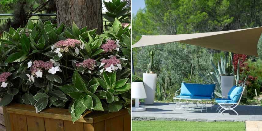 Ombrager les hortensias pour les protéger de la canicule