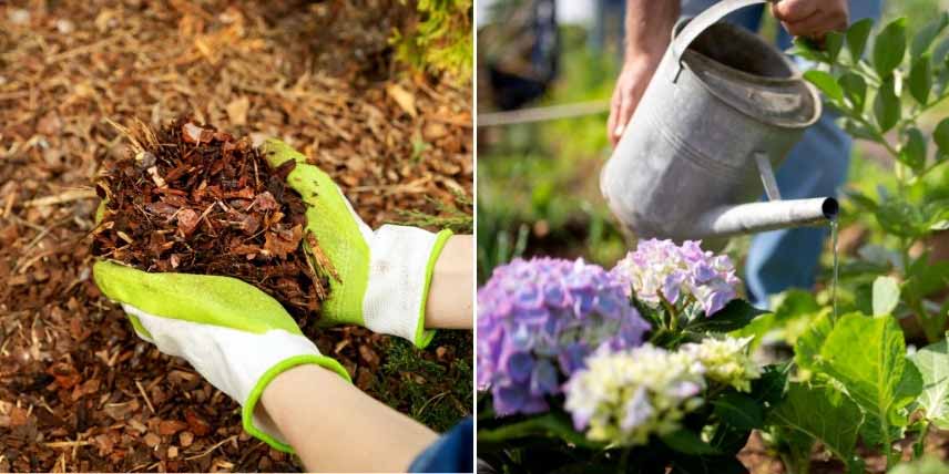 Protéger les hortensias de la canicule : paillage et arrosage