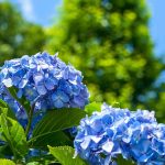 Protéger vos hortensias de la canicule