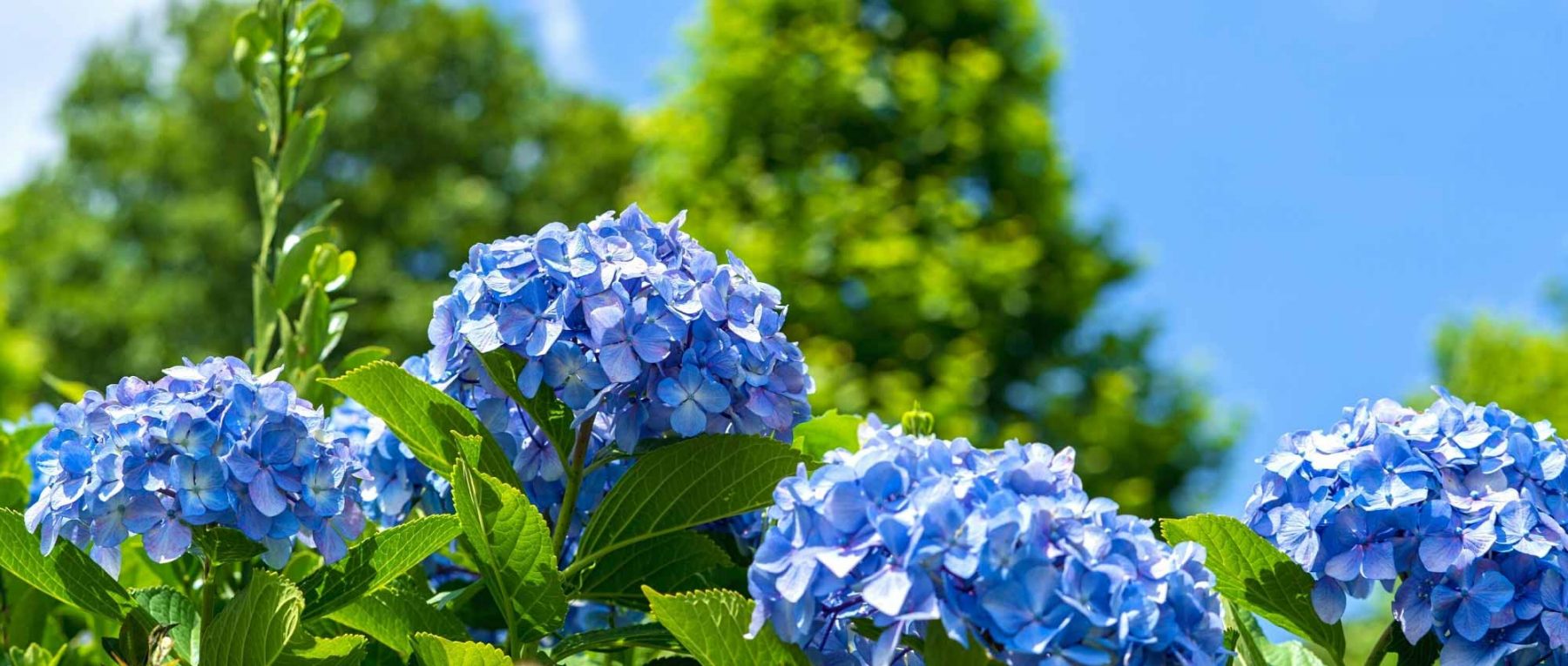 Protéger vos hortensias de la canicule